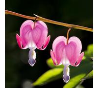 pianteda dell' del pane,pianteda propagazione dei semi balcone vaso per giardino colonnari,resistenti al freddo semi biologici resistenti 100semi