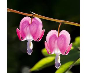 pianteda dell' del pane,pianteda propagazione dei semi balcone vaso per giardino colonnari,resistenti al freddo semi biologici resistenti 100semi