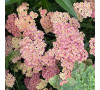 pianteda dell' del pane,piantedecorative decorazioni da giardino per esterni colonnari,resistenti al freddo resistenti 30semi