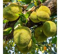 pianteda dell' del pane,semi per crescita decorazioni da giardino per esternipianteresistenti giardino piccoli il vaso resistenti 250semi