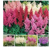 pianteda dell' del pane,semi per da giardino crescita giardino topiante colonnari piccoli per il vaso 250semi