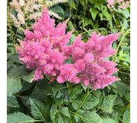 piantedafruttodell'del pane,crescita pianteresistenti in vaso resistenti da balcone semi di decorazioni giardino per esterni frutto 150semi