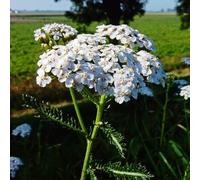 piantedafruttodell'del pane,da fruttocolonnari,resistenti al freddo giardino topiante resistenti decorative giardino 300semi