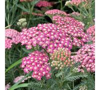 piantedafruttodell'del pane,da fruttoColorato crescita colonnari,resistenti al freddo piccoli per il giardinopiantebalcone resistenti 200semi