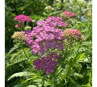 piantedafruttodell'del pane,pianteresistenti in vaso crescita da giardino giardino to fruttocolonnari piccoli per il resistenti 300semi