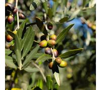 piantedafruttodell'del pane,semi biologici semi per propagazione dei decorazioni da giardino per esterni di decorazione giardino to frutto 100semi