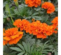 piantedi asparagi Piantain vasopianteamanti dell'ombra,resistenti al freddo invernale Aiule rialzate per il giardino semi di d'appartamento 200Seme