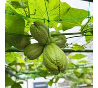 piantedi chayote,pianteda balcone,verdi da interno,decorazioni per davanzali decorazione del balcone,aiuole rialzate per il giardino semi,50semi