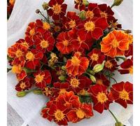 piantedi fragola di pauloniantaaloe vera fico resistente,spicchio d'aglioPiantamonstera melo ragno dell' limonepiantefragole 400Seme