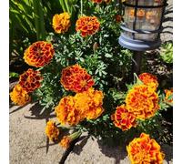 piantedi fragola semi di nasturzioPiantamentantelampone,semi physalis ulivi e alloro ciliegio cachi,loto resistenti 200Seme