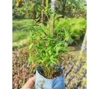 Piantina di bambù di Nandina viva, fogliame verde lussureggiante, pronto per il giardino