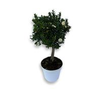 Piantina Di Mirto CERTIFICATO Mini Alberello ⌀12 VASO COLORATO