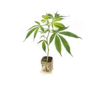 PIANTINA ORNAMENTALE DI CANNABIS SATIVA L. (VERA)