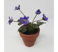 Piantina Trinità delle Dolomiti