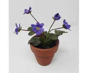 Piantina Trinità delle Dolomiti