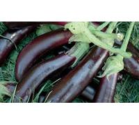 Piantine da orto Melanzana lunga di Napoli 10 piante 'A Città 'e Pulecenella