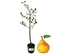Piantine Da Orto P Pero Abate Fetel, Pianta in Vaso Diametro 22 cm, Pianta Pronta per Il Trapianto, Pianta Vera, Frutta da Mangiare, Vivaio Italiano