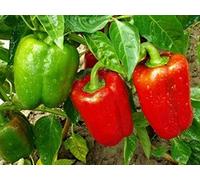 piantine da orto piantine di pomodori a citta' e pulecenella (peperone grande di nocera 10 piante)