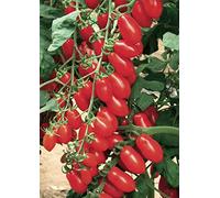 piantine da orto piantine di pomodori a citta' e pulecenella (pomodoro datterino rosso 10 piante)