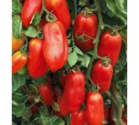 piantine da orto pomodori melanzane peperoni (pomodoro san marzano 10 piante)