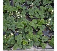 piantine di fragole 4 stagioni (fragola grande rifiorente 5 piante,fragoline di bosco 5 piante)