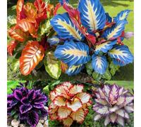 Piantine di Hosta a radice nuda, Molte varietà, Altezza a maturità 50 cm, Tollerante all'ombra, Adatta a vasi da terrazzo e bordi del giardino-8 PIECE-D