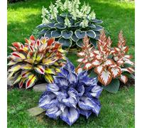 Piantine di Hosta a radice nuda, Molte varietà, Altezza a maturità 50 cm, Tollerante all'ombra, Adatta a vasi da terrazzo e bordi del giardino-8 PIECE-C