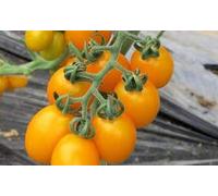 Piantine di Pomodoro Datterino Giallo 10 piante 'A Città 'e Pulecenella