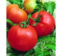 Piantine di Pomodoro Tondo Liscio da insalata 10 piante 'A Città 'e Pulecenella