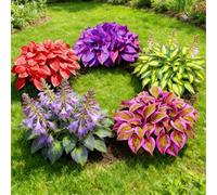 Piantine miste di Hosta a radice nuda, Molti colori, Crescita rapida, Perfetta per giardini ombreggiati e bordi di aiuole-6 PIECE-D