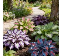Piantine miste di Hosta a radice nuda, Molti colori, Crescita rapida, Perfetta per giardini ombreggiati e bordi di aiuole-6 PIECE-C