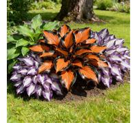 Piantine miste di Hosta a radice nuda, Molti colori, Crescita rapida, Perfetta per giardini ombreggiati e bordi di aiuole-8 PIECE-B