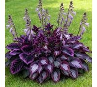 Piantine miste di Hosta a radice nuda, Molti colori, Crescita rapida, Perfetta per giardini ombreggiati e bordi di aiuole-6 PIECE-J