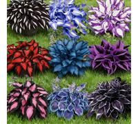 Piantine miste di Hosta a radice nuda, Molti colori, Crescita rapida, Perfetta per giardini ombreggiati e bordi di aiuole-2 PIECE-F