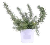 Piantine Rosmarino Prostrato | 1 Piantina Tappezzanti Aromatiche | Rosmarinus officinalis ‘Prostratus’ | Facili da Coltivare per Bordure, Vasi e Giardini Profumati