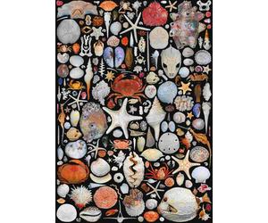 Piatnik - Puzzle Conchiglie - 1000 Pezzi