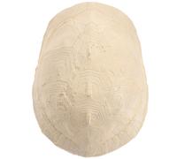 Piattaforma Di Assorbimento Del Sole Rettile Reptile Nascondere La Grotta