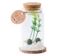 Piccole Bottiglie Di | Bottiglia Trasparente Per Messaggi,Contenitore per Messaggi Decorazione per Casa Cucina Desktop Regalo per Amici Famiglia