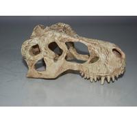 Piccolo T Rex Dinosauro Teschio 13 x 7 x 6 CM Adatto A per Terrari & Acquari