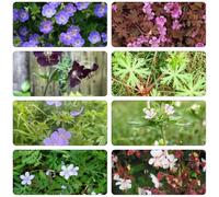 pico di cicogna di balcone semi selvatici, semina autunno giardino interni semi selvatici balcone parterre tagliati 75pcs