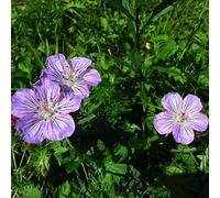 pico di cicogna di interni semi esotici tagliati semi selvatici, semina autunno ufficio giardino interno Copertura 500pcs