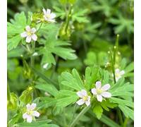 pico di cicogna serrature balcone semi selvatico balcone parterre copertura perenne resistente interni esotici estate cucina 100pcs