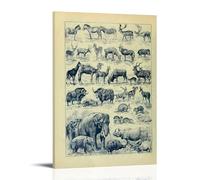 Pictures of Various Animals Decorazione moderna per la casa, 40 x 60 cm