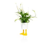 Piedi di anatra fioriera piccola giallo