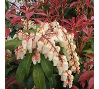 Pieris Japonica 'Mountain Fire' - Andrometro giapponese Mountain Fire' 20-30 cm in contenitore