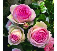 Pierre de Ronsard®,(o Eden Rose®) rosa in vaso di Rose Barni®, pianta rampicante rifiorente a grandi fiori, h.raggiunta 3.5 metri, pianta resistente alle malattie, leggermente profumata, cod.16071