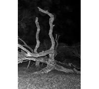 Pietraia. Ediz. inglese - Benassi Jacopo, Cenci Giulia