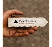 Pigafetta filaris SEEDS - - SEMI Palma coda di pesce | Palma Pigafetta