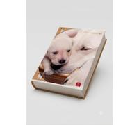 Pigna Diario 12 mesi Dolci Cuccioli, data libera,CAGNOLINI