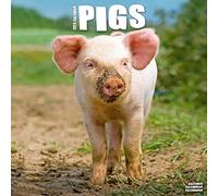 Pigs Calendar 2024 | Square Farm Animal Wall Calendar - 16 Month